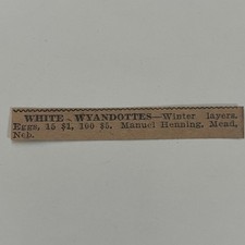 White Wyandottes Winter Layers