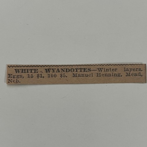 White wyandottes winter layers - white,