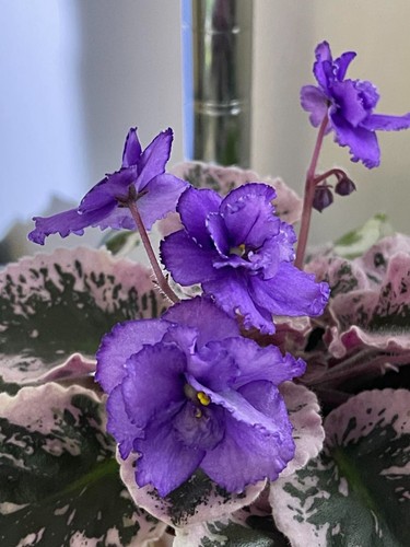 African violet leaves - african,