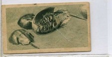 (Ga6348-100) Teofani, Aquarium Studies, London Zoo, #11 King-crabs 1925 VG