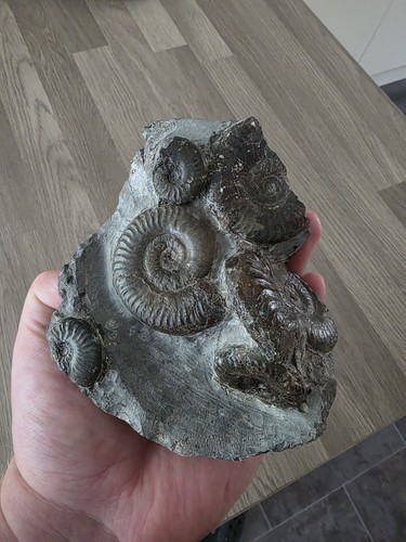 Grammoceras jurassic - grammoceras, sp.