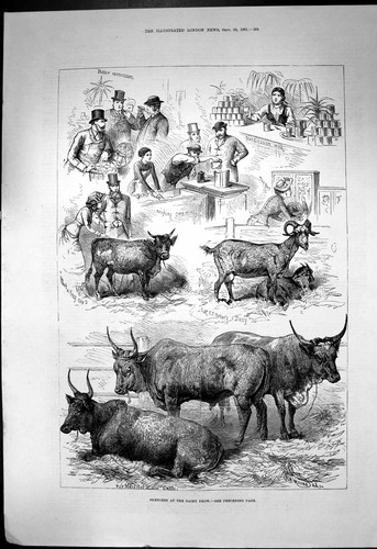 Old dairy show queens - old, zulu