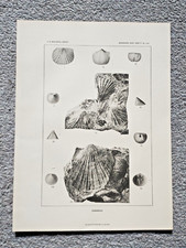 Examples of Cambrian