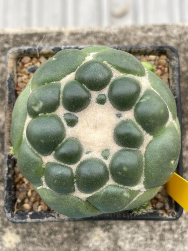 Coryphantha elephantidens - coryphantha,