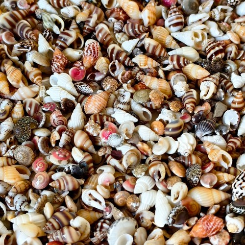 Mixed mini conch shells - mini,