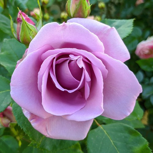 Hybrid tea rose birthday gift - hybrid,