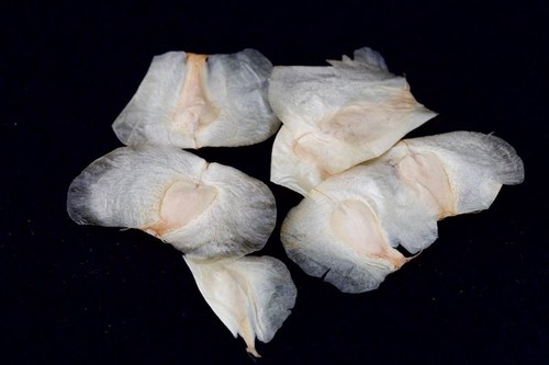 Fresh seeds welwitschia - 5,