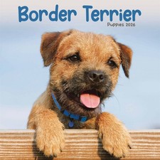 Border Terrier Puppies Mini