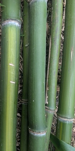 3piece fresh cut bamboo - bamboo, 1