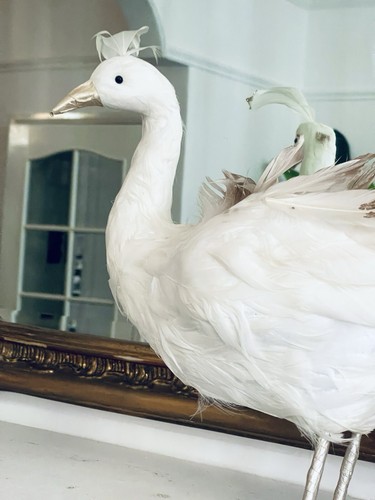 Beautiful feathered standing - beautiful,