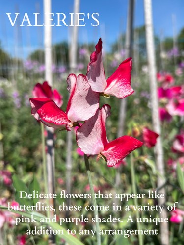 Valeries sweet pea flowers - sweet, 40
