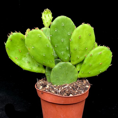 Opuntia humifusa prickly - opuntia, pear