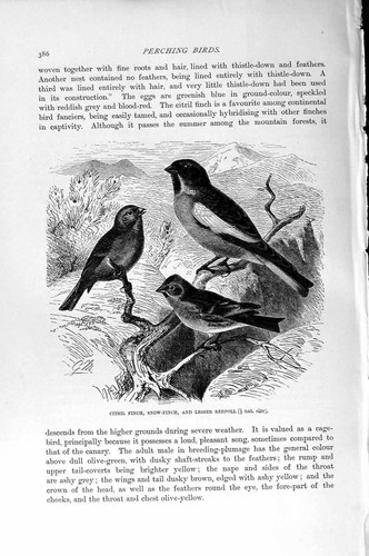 Original old antique - antique, print