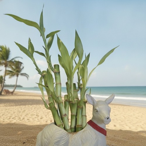 Lucky bamboo plants 5x4 - bamboo, 5x4"