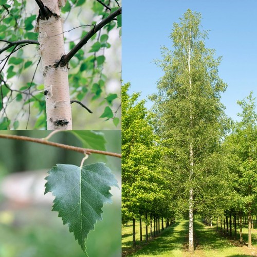 Silver birch betula pendula - -,