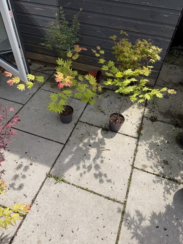 Moonrise japanese acer maple - japanese,