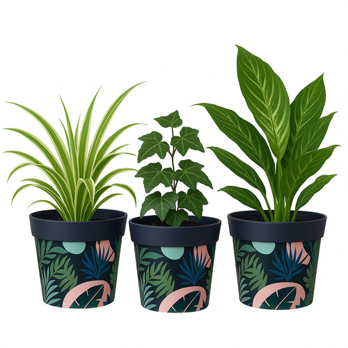 Coloured plant pots - coloured,