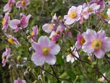 Japanese anemone mix summer - japanese,