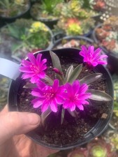 Lewisia Cotyledon Elise Plant