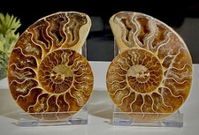 75mm Madagascan Ammonite