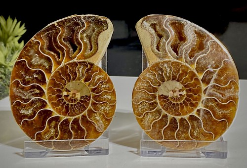 85mm madagascan ammonite - 85mm,