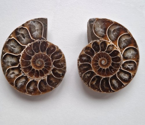 Ammonite small fossil - ammonite, pair