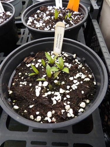 Helenium moerheim - helenium,