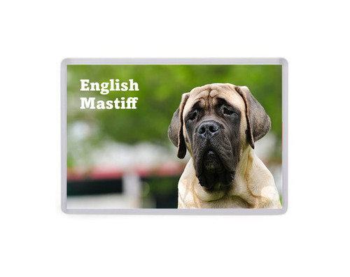 English mastiff dog jumbo - mastiff,