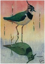 N. W. Cusa - Lapwing - MEDICI POSTCARDS