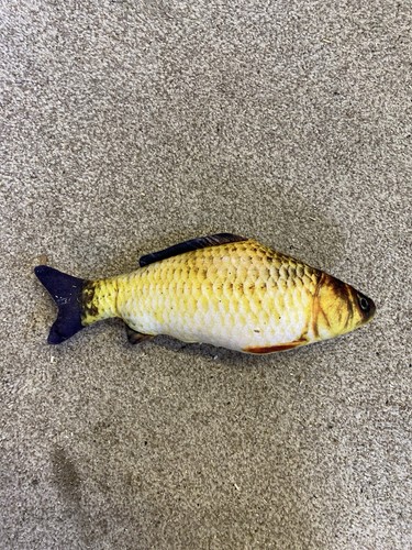 Fish soft cat - fish, toy