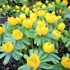 50 Winter Aconite bulbs corms