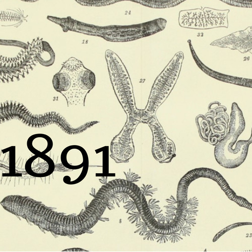 1891 worms entozoa tape - worms,