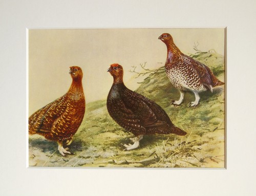 Red grouse bird - george, lodge