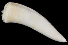 ENCHODUS TOOTH REAL FOSSIL