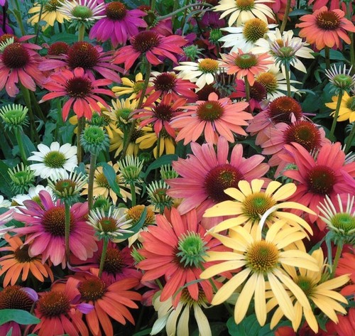 Echinacea lustre mix - echinacea,