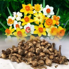 5 KG MIXED DAFFODIL/NARCISSUS BULBS FROM OUR BEST VARIETIES SPRING PERENNIAL