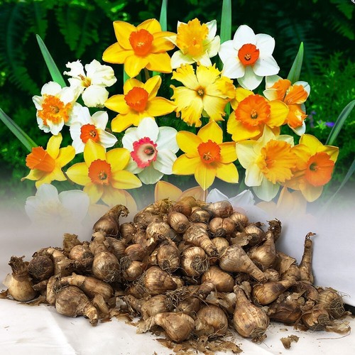 Mixed daffodil narcissus - 5, kg