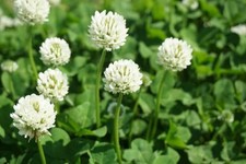 Dutch White Clover Seeds to