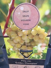 4ft Green GRAPE VINE GOLDEN
