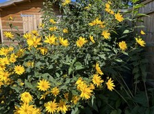 10 Rooted Organic Jerusalem