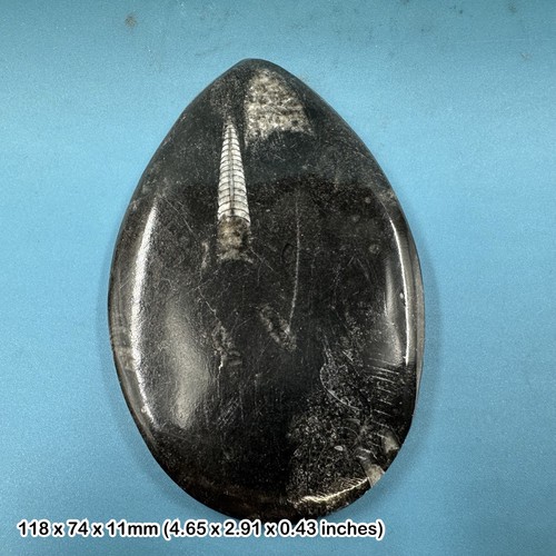 Orthoceras nautiloid fossil