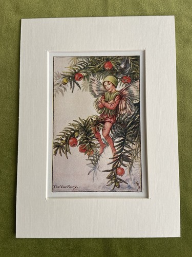 Yew tree flower - ‘yew, fairy