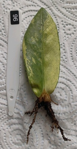 Zamioculcas zamiifolia - zamioculcas,