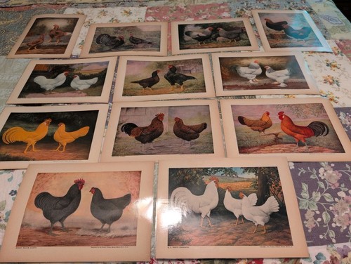 1920s 1930s poultry - 12-,