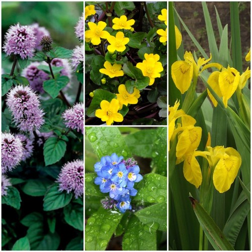 Various native british pond - native,