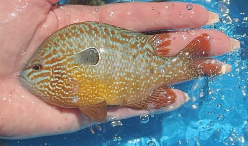 Longear sunfish 5 - sunfish, 3-5”