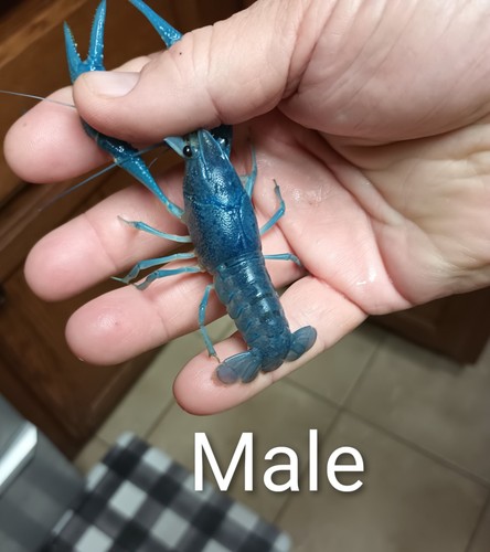 Electric blue crayfish4 - electric,