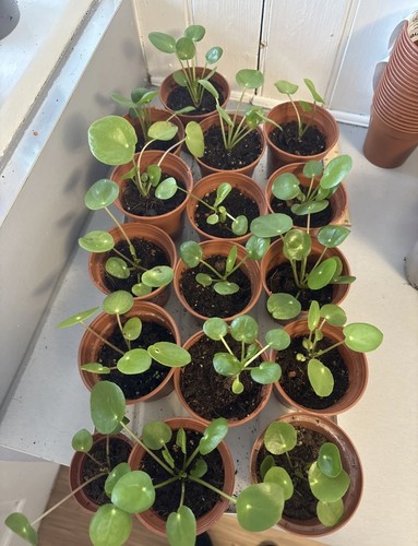 Chinese money plant - chinese,