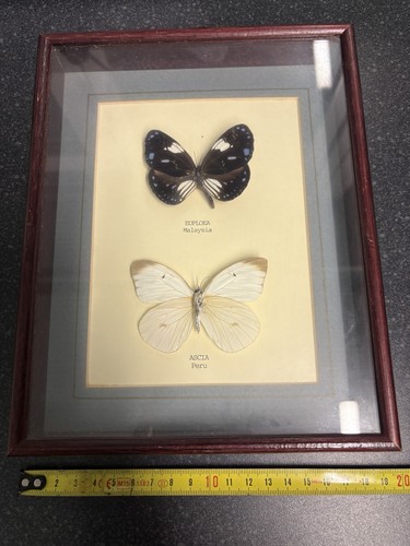 Vintage mounted framed - vintage,