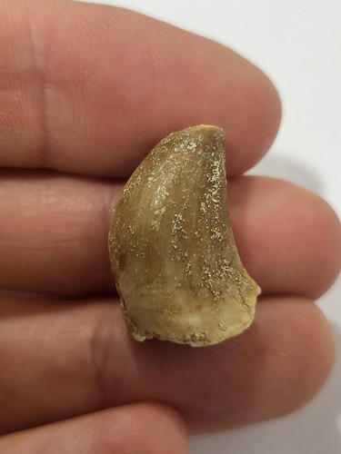 Moroccan mosasaur tooth - moroccan,